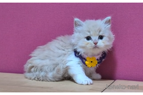 成約済の東京都のブリティッシュショートヘア-105342の6枚目